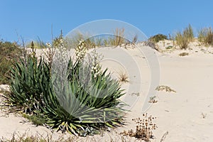 Yucca in the dunes of Biscarrosse in France photo