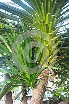 Yucca elephantipes