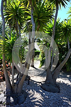 Yucca Elephantipes