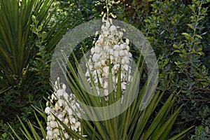 Yucca filamentosa blossom, Yucca blooms a beautiful white flower
