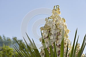 Yucca filamentosa blossom, Yucca blooms a beautiful white flower