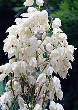 Yucca filamentous Adam`s Needle perennial evergreen monoecious almost stemless plant with a woody base. photo