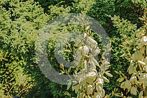 Yucca is a filiform, blooming palm tree with many white flowers in the Dnepropetrovsk Botanical Garden