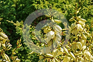 Yucca is a filiform, blooming palm tree with many white flowers in the Dnepropetrovsk Botanical Garden photo