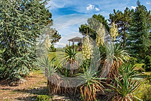 Yucca is a filiform, blooming palm tree with many white flowers. Flowers of Slovakia, Nitra