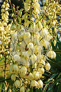 Yucca is a filiform, blooming palm tree with many white flowers. Flowers of Slovakia, Nitra photo