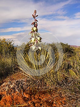 Yucca Flower, Arches National Park, Moab Utah