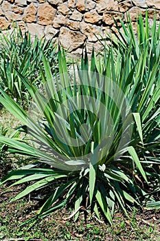 Yucca on a flowerbed.