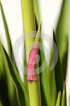 Yucca flowers