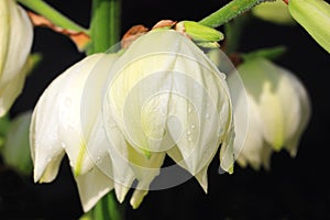 Yucca flowers