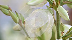 Yucca flowers with water drops.