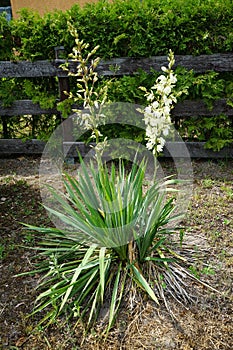 Yucca is a genus of perennial shrubs and trees in the family Asparagaceae, subfamily Agavoideae. Berlin, Germany