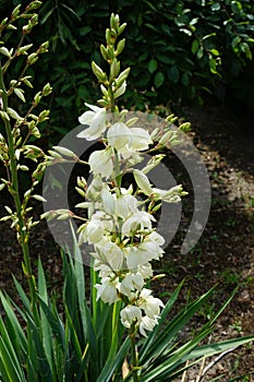 Yucca is a genus of perennial shrubs and trees in the family Asparagaceae, subfamily Agavoideae. Berlin, Germany