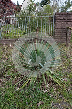 Yucca is a genus of perennial shrubs and trees in the family Asparagaceae, subfamily Agavoideae. Marzahn-Hellersdorf, Berlin