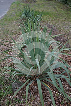 Yucca is a genus of perennial shrubs and trees in the family Asparagaceae, subfamily Agavoideae. Marzahn-Hellersdorf, Berlin