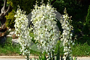 Yucca gigantea