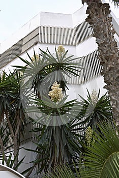 Yucca gigantea in bloom