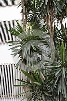 Yucca gigantea in bloom