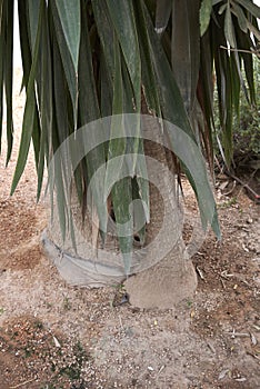 Yucca gigantea close up