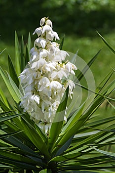 Yucca Gigantea - Flor de Itabo photo