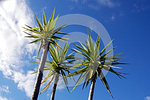 Yucca gigantea photo