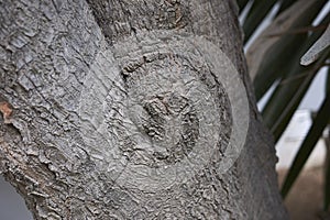 Yucca gigantea trunk close up