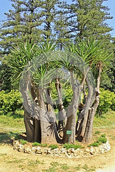 Yucca gloriosa photo