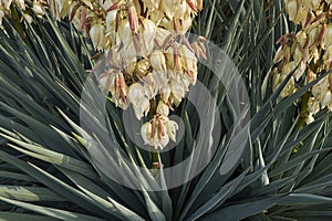 Yucca gloriosa in bloom