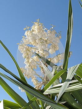 Yucca gloriosa in bloom