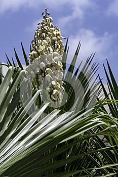 Yucca Gloriosa evergreen succulent cactus shrub also called Spanish Dagger white flowers closeup