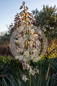 Yucca gloriosa