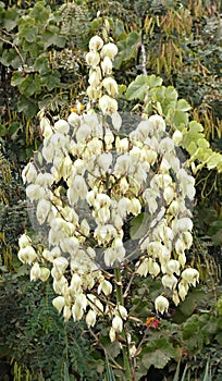 Yucca Gloriosa photo