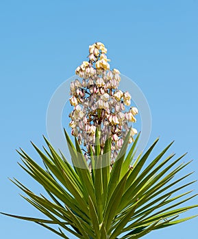 Yucca Gloriosa