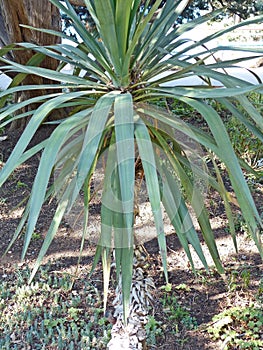 Yucca glorious lat. Yucca gloriosa is a perennial evergreen monoecious plant. A perennial evergreen plant or small tree photo