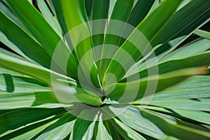 Yucca green leaves with sharp and prickly tips under a bright summer sunlight