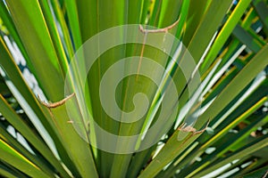 Yucca green leaves with sharp and prickly tips under a bright summer sunlight