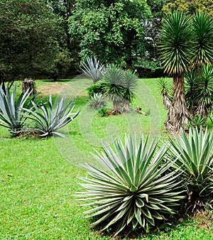 Yucca, green meadow and tropical trees. Botanical Garden