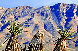 Yucca greeting the mountain