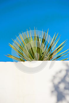 Yucca growing under a clear blue sky with copy space behind a white wall. Spiky leaves of an obstructed plant growing photo