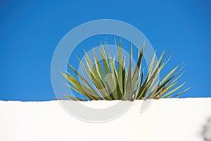 Yucca growing under clear blue with sky copyspace behind a white wall. Spiky leaves of an obstructed plant growing photo