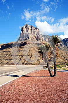 A Yucca on the Highway to the Guadalupe Mountains