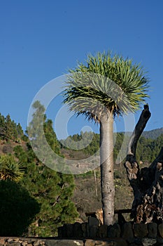 Yucca like a tree