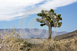 A Yucca near Death Valley