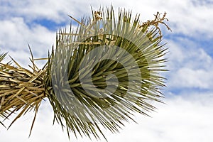 A Yucca near Death Valley