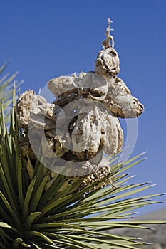 A Yucca near Death Valley