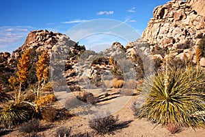 Yucca Nolina Beargrass Joshua Tree National Park