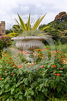 Yucca pant in the tall pot at gardens of Bengaluru Palace in Karnataka, India