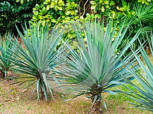 Yucca in the park in summer