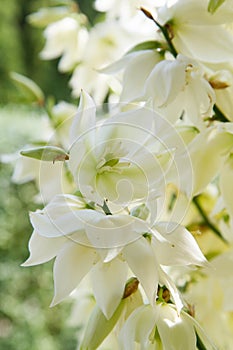 The Yucca plant