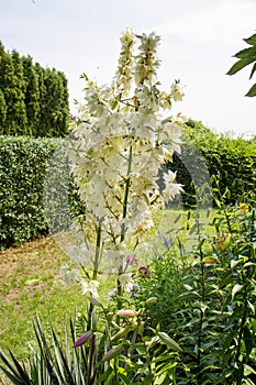 The Yucca plant